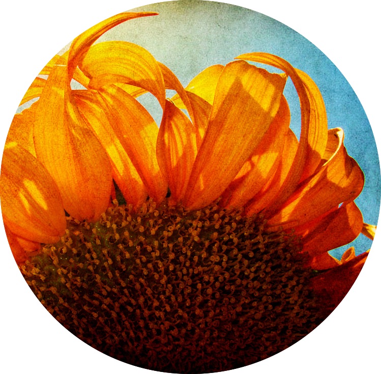 best-picture-gallery-nature-sunflower-ToniVC